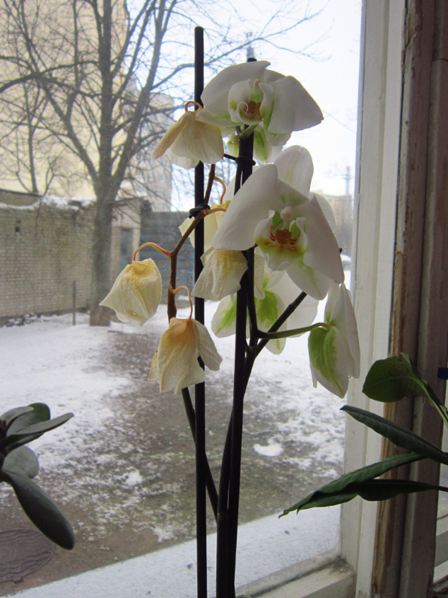 Помогите спасти орхидею!