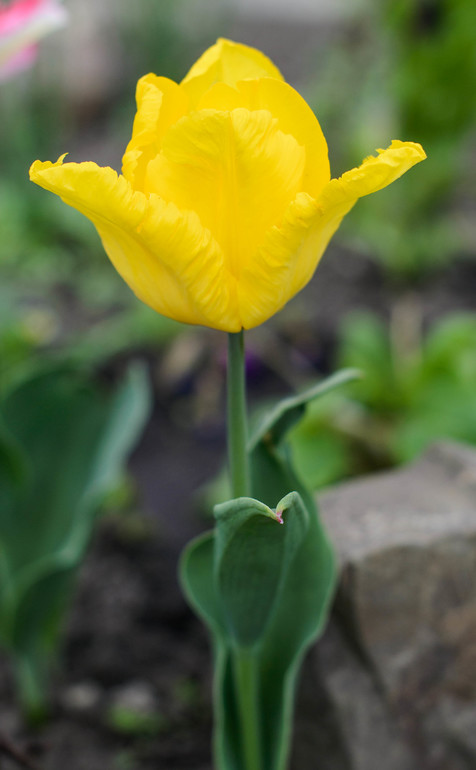 Весна, цветы:)