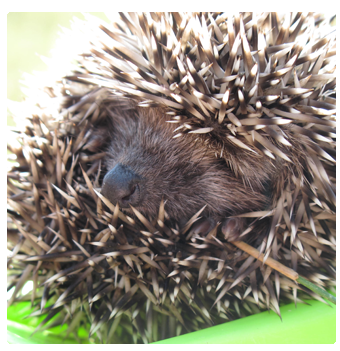 Взлет 74 день 8