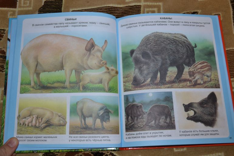 Наше книжное пополнение в 2 года