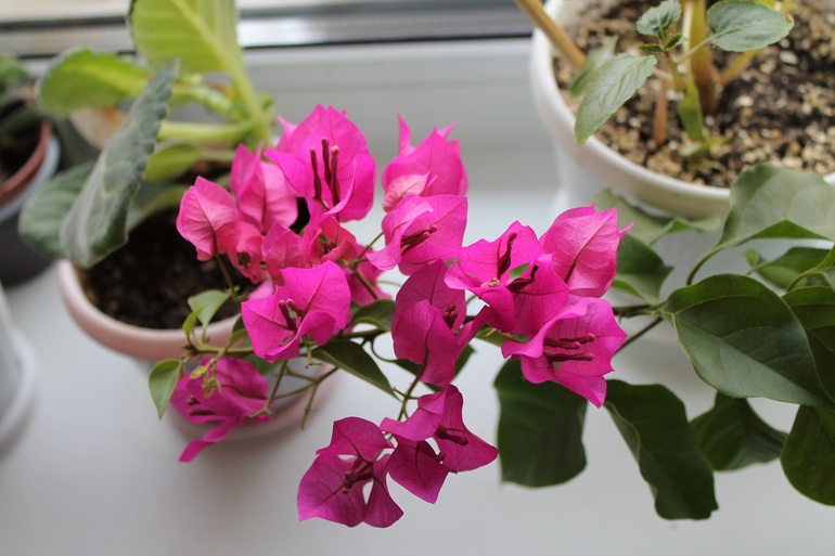 Маленько моих зелёных жителей.