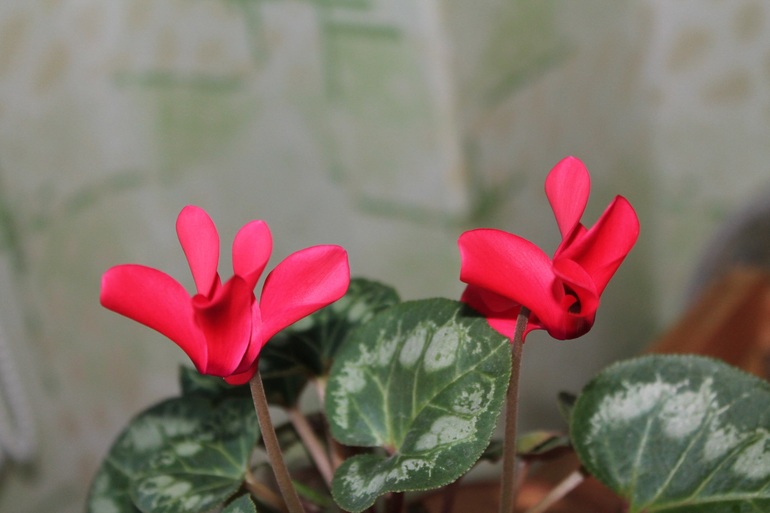 Мои растюхи