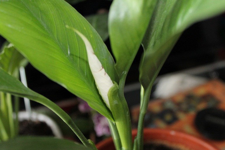 Мои растюхи