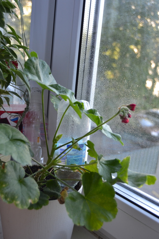 Зелёные наслаждения)