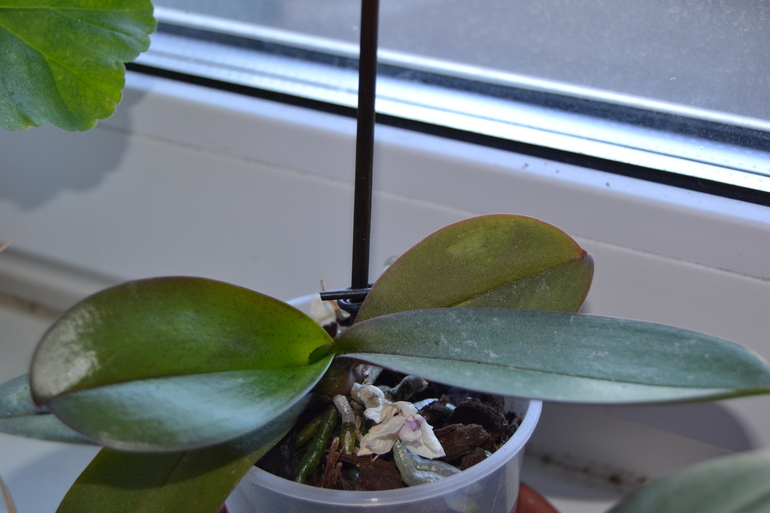 Зелёные наслаждения)