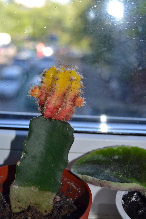 Зелёные наслаждения)