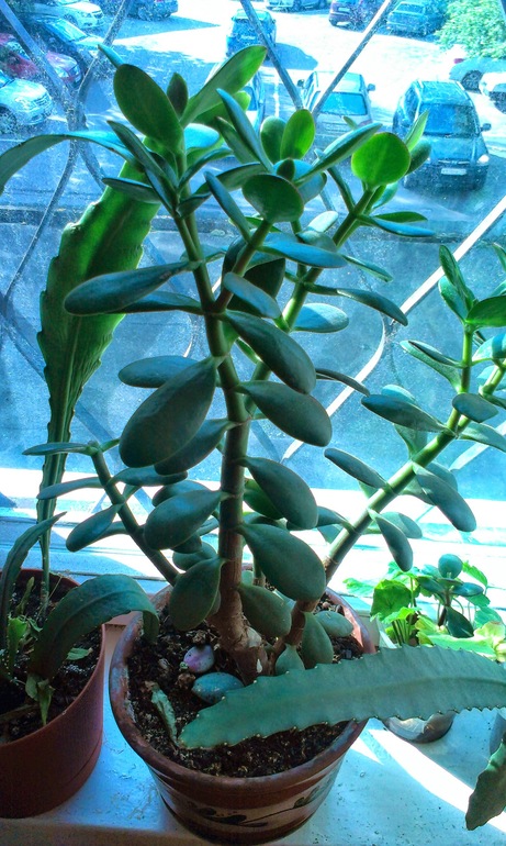 Зелёные наслаждения)