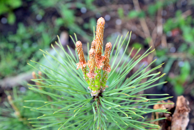 "Один раз в год сады цветут..."