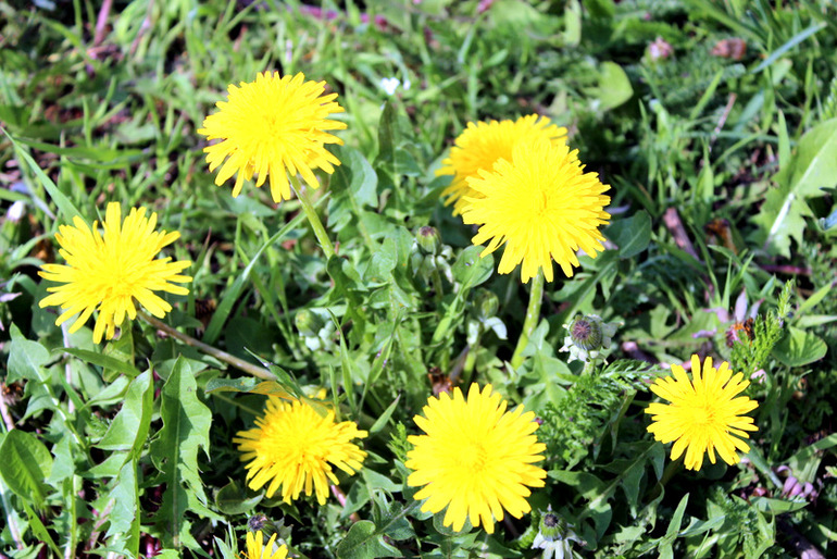 "Один раз в год сады цветут..."