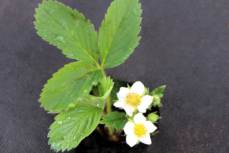 "Один раз в год сады цветут..."