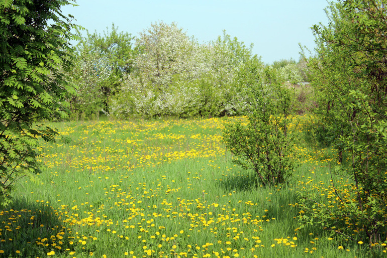 "Один раз в год сады цветут..."