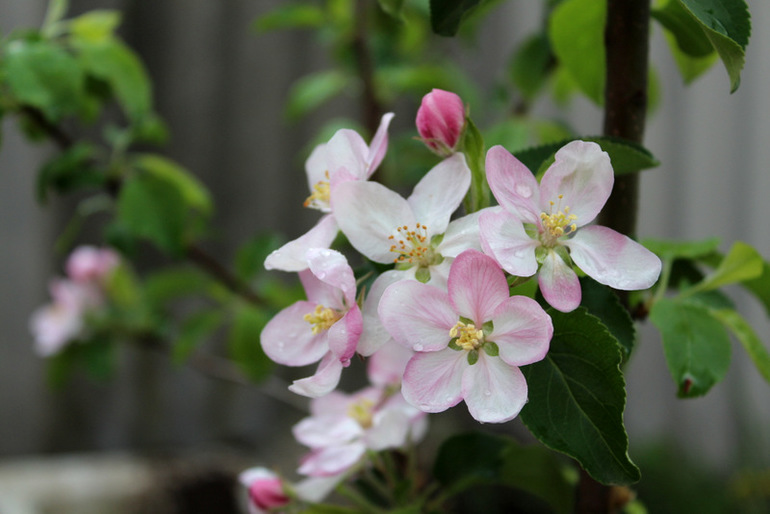 "Один раз в год сады цветут..."