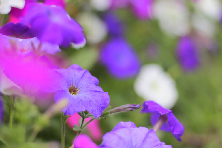 Огородное и цветочное, начало июля