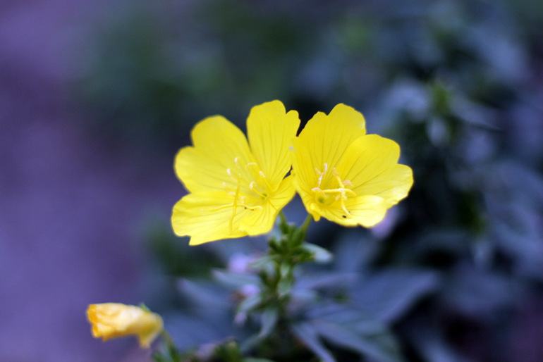 Огородное и цветочное, начало июля