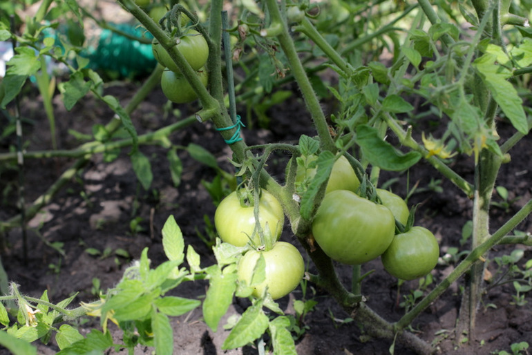 Огородное и цветочное, начало июля