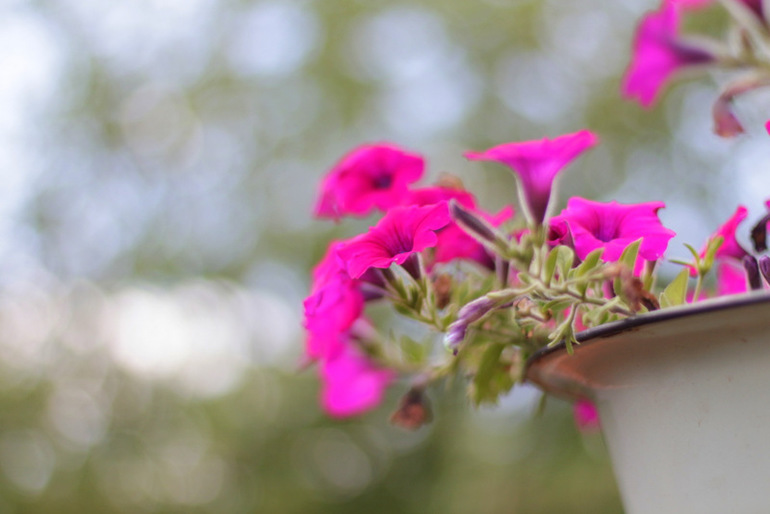 Огородное и цветочное, начало июля