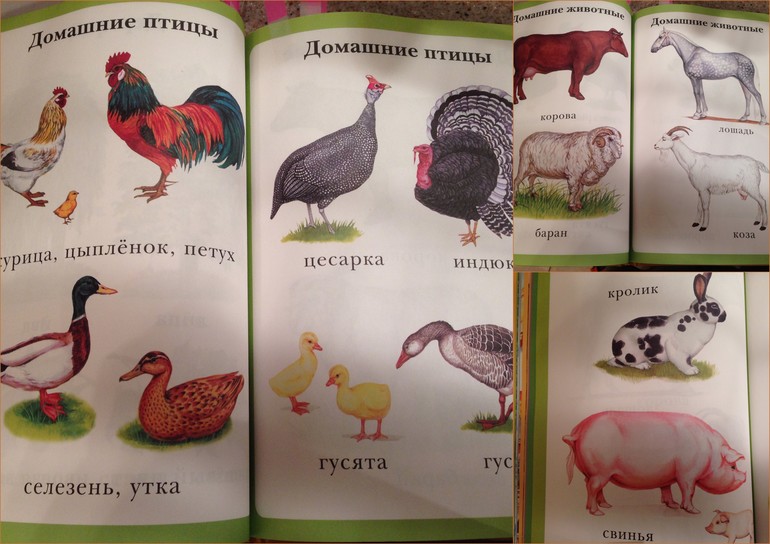 Наши занятия:кто живет на ферме? элементарный пластилин, мелкая моторика, звуки, общее развитие