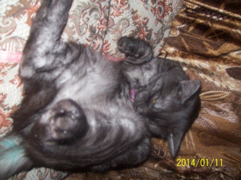 Любимая моя морда.