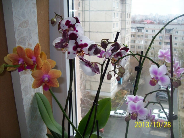 Мои красотки.