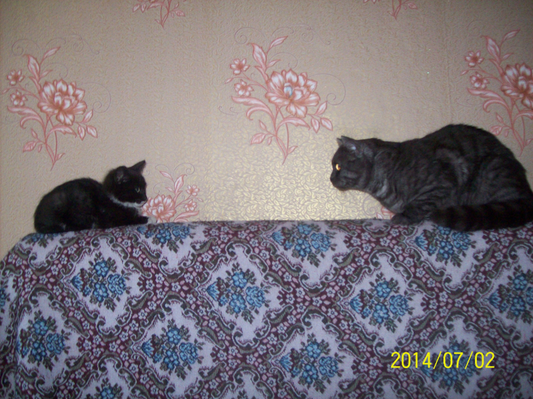 Как подружить