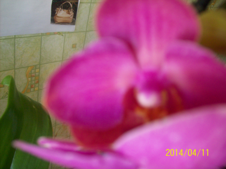 Зацвела орха уценочка.