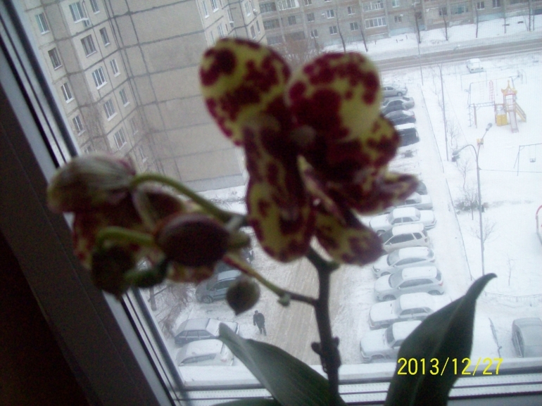 Мои красотки.