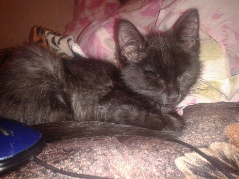 Взяли мы ИХ чтоб ЛЮБИТЬ.