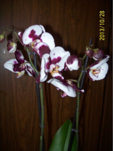 Мои красотки.