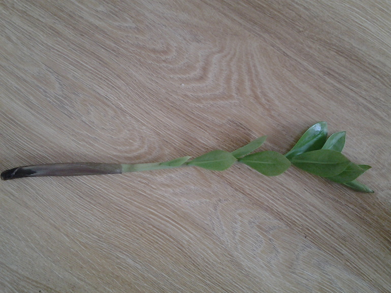 Что делать с замиокулькасом?