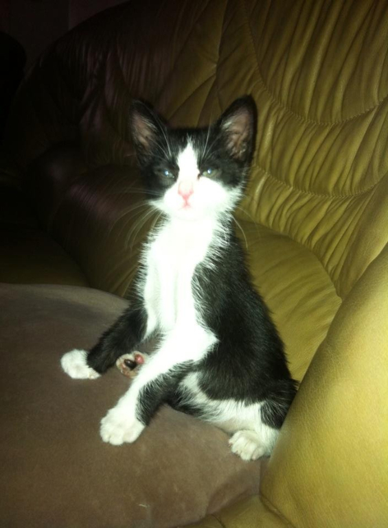 Наш котейка