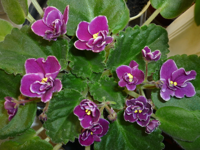 Mac’s Glacial Grape