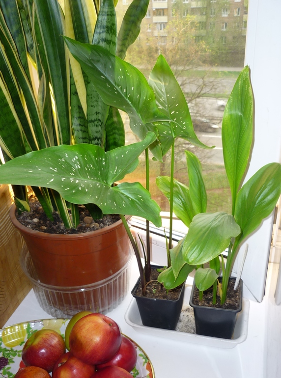 Калла или...?