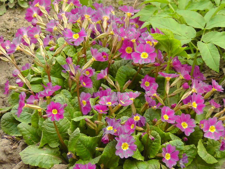 В альбом фото не грузятся, хоть здесь похвастаюсь))