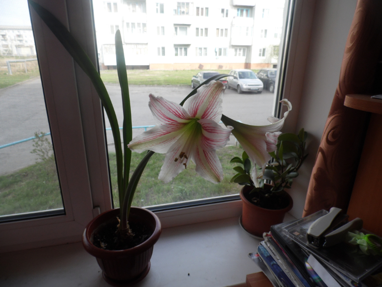 зацвел гиппеаструм или амарилис)))