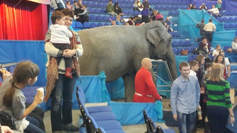 Елка , цирк огромных зверей в сокольниках
