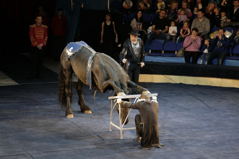 Елка , цирк огромных зверей в сокольниках