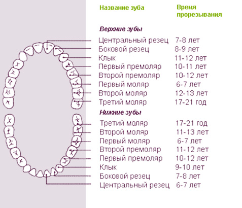 Качается коренной зуб ребенок Качается коренной зуб ребенок