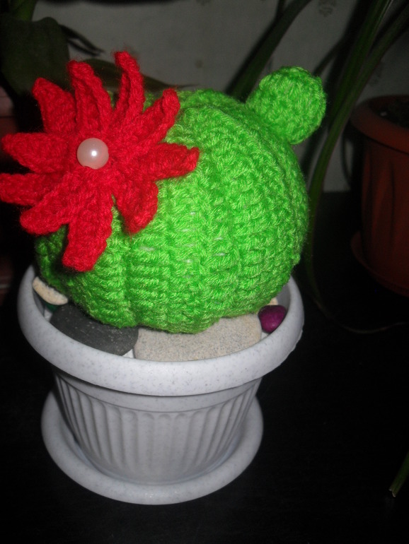 Кактус зацвел!!!