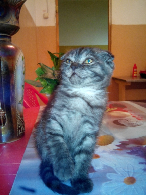 и мы растем) Тиффани!