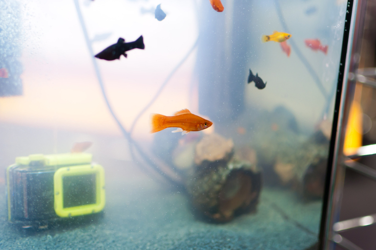 Фотовыставка в Крокусе