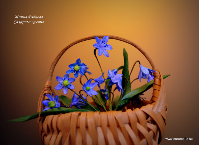 Пролеска (Сцилла)...