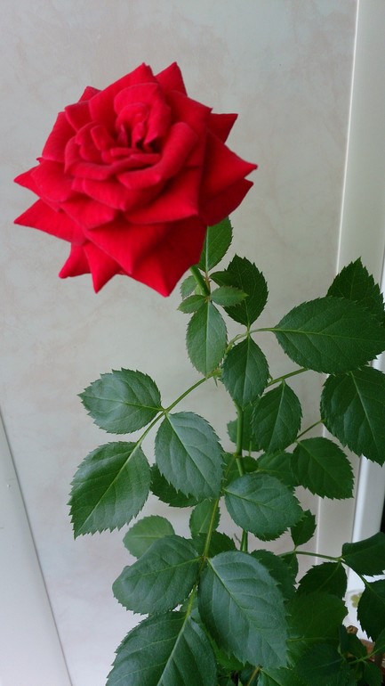 Моя роза!