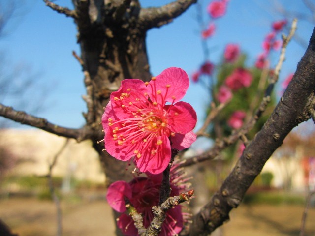 Сливовый цвет.....