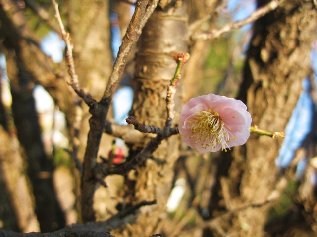 Сливовый цвет.....