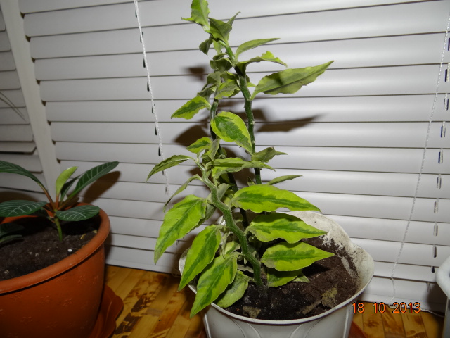 Как называется цветок?