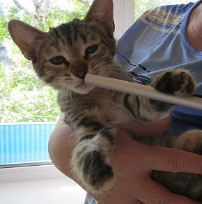 Помогите найти дом котятам!