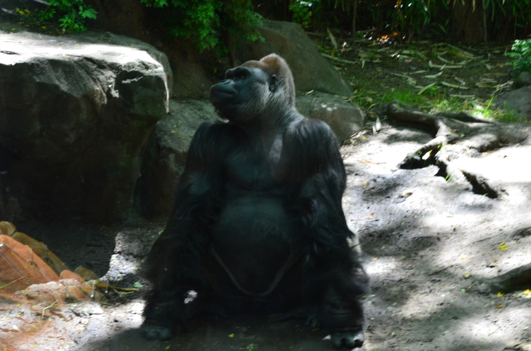 Bronx Zoo.