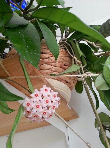 Радуют меня мои цветики!! спасибо им!! :)