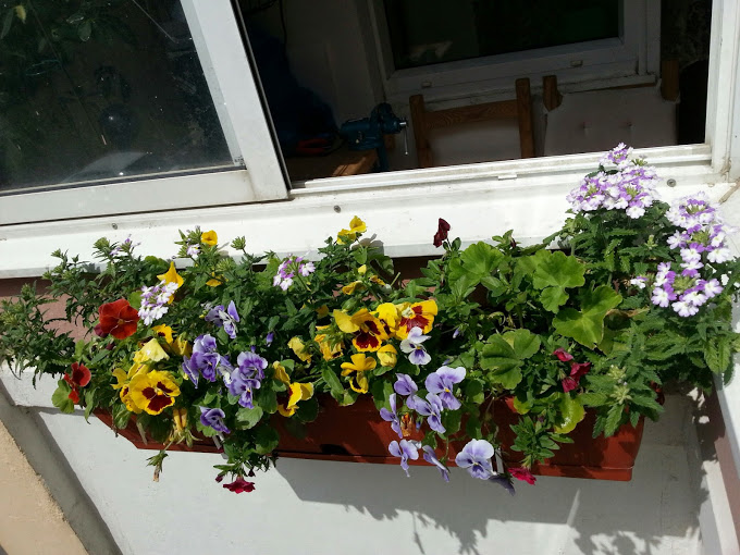 Радуют меня мои цветики!! спасибо им!! :)