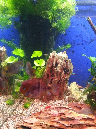 отдаю мальков цихлазома седжика и цихлазома фламинго. юго-западная